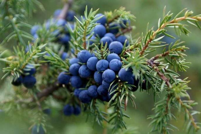 juniper for the treatment of osteochondrosis of the neck